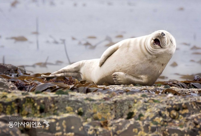 (c)Julie Hunt/Comedy Wildlife Photography Awards 제공